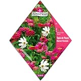 [春・秋まき　花タネ][フランス花の種]エターナルフェミニンミックス *