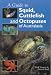 Book A Guide to Squid, Cuttlefish and Octopuses of Australasia