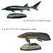 立体図鑑リアルフィギュアボックス フォッシルフィッシュ（古代魚）_s-3