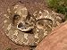 Eastern Hognose Snake Showing Excited Cobra-like Flaring of the Neck, Eastern US Photographic Poster Print by Maresa Pryor, 24x18