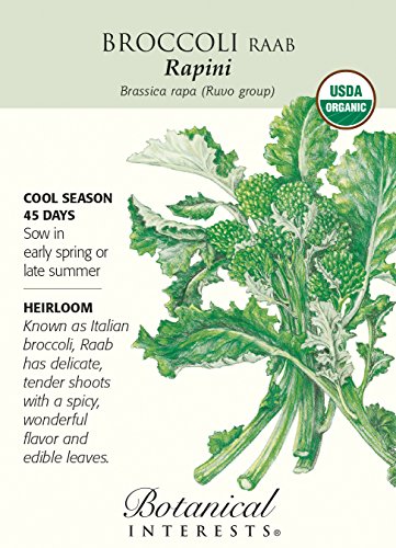 Broccoli Raab Certified Organic Heirloom Seeds 350 Seeds
