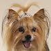 RHINESTONE DOG TIARA BARRETTE - Touch of Class
