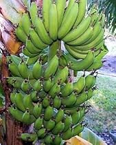 Dwarf Cavendish Banana 5 Seeds - Musa acuminata