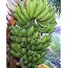Dwarf Cavendish Banana 5 Seeds - Musa acuminata