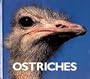 Ostriches (Naturebooks: Birds)