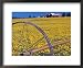 Daffodil Farm in Willamette Valley, Oregon, USA Framed Art Poster Print by Janis Miglavs, 22x18