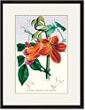 Black Framed/Matted Print 17x23, The Bell-Flowered Spathodea