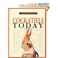 Cockatiels Today