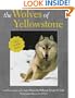 The Wolves of Yellowstone