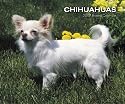 Chihuahuas 2007 Calendar