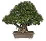 Brussel's Narrow Leaf Ficus Specimen Tree