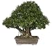 Brussel's Narrow Leaf Ficus Specimen Tree