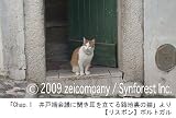シンフォレストDVD 世界遺産の猫たち Cats of the World Heritage [DVD] 画像
