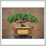Juniper Bonsai Tree | Baby Grand I
