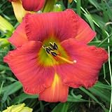 5 Fans of Chicago Apache Daylilies
