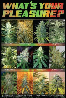 (24x36) What's Your Pleasure Pot Marijuana Art Poster Print Poster Print, 24x36
