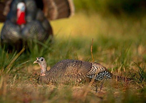 Dave Smith Submissive Hen Turkey Decoy