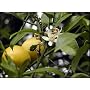 Patio Citrus Fruit - Dwarf Meyer Lemon Tree; 3 Years Old; Produces Full Size Fruit on a Dwarf Rootstock. Can Be Grown in Your Home or On Your Patio. A Delicious and Fragrant Gift Choice