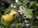 Outdoor Living : Patio Citrus Fruit - Dwarf Meyer Lemon Tree; 3 Years Old; Produces Full Size Fruit on a Dwarf Rootstock. Can Be Grown in Your Home or On Your Patio. A Delicious and Fragrant Gift Choice