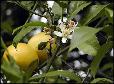 Dwarf Meyer Lemon Tree
