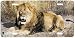 Kalahari - Lions - Wildlife Decor Art Print - License Plate Tag By Carl Brenders From...