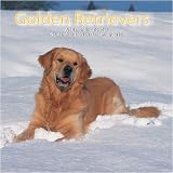 Golden Retrievers 2010 Wall Calendar