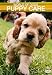 Puppy Care DVD UPC 723721158163 World of Dogs 2007