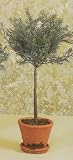 18 ROSEMARY SM TOPIARY 2PC.