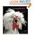 Extraordinary Chickens