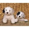 Sheepdog puppies