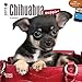 Chihuahua Puppies 18-Month 2015 Calendar