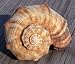 Rapana Seashell Rapiformis Bulbosa Sea Shell