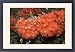 Framed Prints of MAB-627 Pohutukawa tree - with brilliant red flowers from Ardea Wildlife Pets
