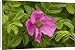 Canvas Prints of Japanese rose in flower. Garden from Ardea Wildlife Pets