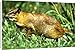 Canvas Prints of Greater mouse-deer - a nocturnal species from Ardea Wildlife Pets
