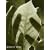 The Sensuous Garden (Conran Value Editions)