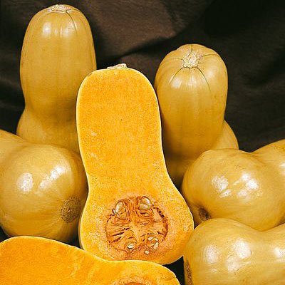 Butternut Squash Seeds
