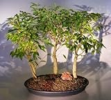 Bonsai Boy's Oriental Ficus Bonsai Tree Three Tree Forest Group benjamina 'orientalis' Bonsai Boy's Oriental Ficus Bonsai Tree Three Tree Forest Group benjamina 'orientalis'