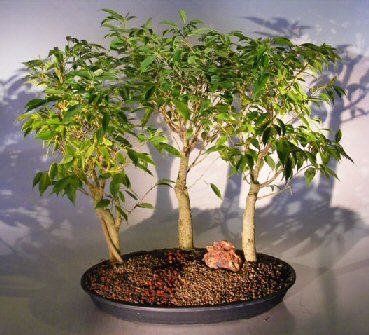 Bonsai Boy's Oriental Ficus Bonsai Tree Three Tree Forest Group benjamina 'orientalis'