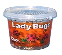 Orcon LB-C1500 Live Ladybugs, Approximately 1,500 Count