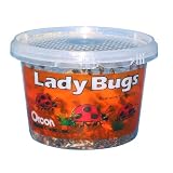 Orcon LB-C1500 Live Ladybugs, Approximately 1,500 Count