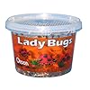 Orcon LB-C1500 Live Ladybugs, Approximately 1,500 Count