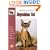 Guide to Owning an Abyssinian Cat