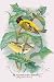 Art Poster, Black-Headed Siskin - 18.75 x 27.5