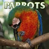 Parrots 2005 Calendar image