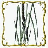 1 Oz Common Tussock Sedge (Carex stricta) Bulk Seeds