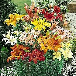 Asiatic Lily Mix