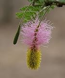 Princess Earring Pre-Bonsai Plant-Dichrostachys cinerea
