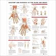 Anatomy and Injuries of the Hand and Wrist Paper Unmounted