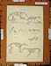 Antique Print C1800-1870 Mammalia Skeletons Sheep Sloth